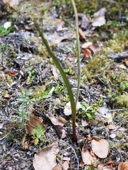 Thelymitra brevifolia