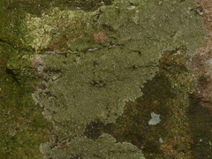 Gyrographa gyrocarpa