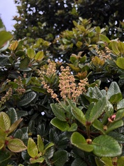 Weinmannia rollottii