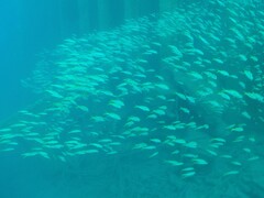 Mulloidichthys vanicolensis