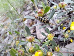Castiarina decemmaculata