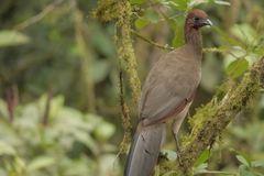Ortalis erythroptera