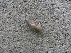 Drusia valenciennii