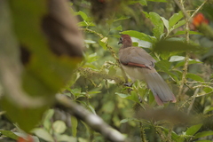 Ortalis erythroptera