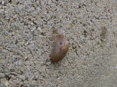 Drusia valenciennii