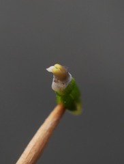 Thelymitra brevifolia