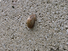 Drusia valenciennii
