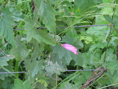 Convolvulus althaeoides