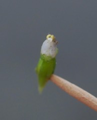 Thelymitra brevifolia