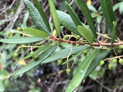 Pieris phillyreifolia