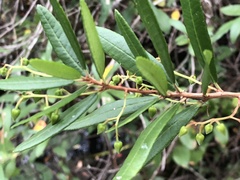 Pieris phillyreifolia