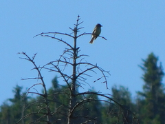 Empidonax flaviventris