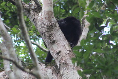 Alouatta pigra