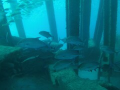 Caranx melampygus