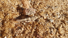 Trimerotropis pallidipennis