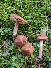 Agaricaceae