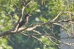 Turdus mandarinus