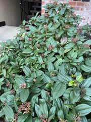Viburnum davidii