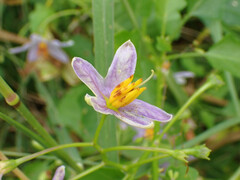 Solanum trilobatum