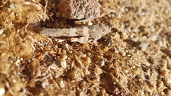 Trimerotropis pallidipennis