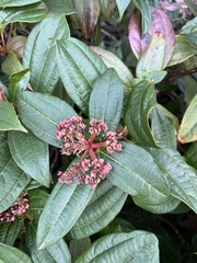 Viburnum davidii