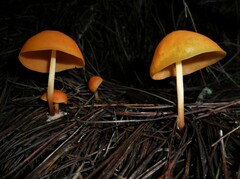 Hymenogloea papyracea