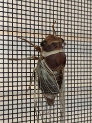 Diceroprocta apache