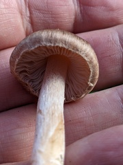 Agaricaceae