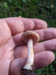 Agaricaceae