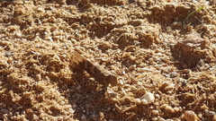 Trimerotropis pallidipennis