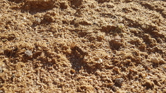 Trimerotropis pallidipennis