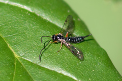 Pimpla pedalis