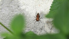 Alpaida gallardoi