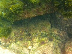 Enchelycore pardalis