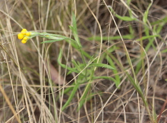 Chrysocephalum apiculatum