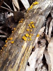 Dacrymycetaceae