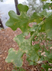 Quercus stellata