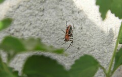 Alpaida gallardoi