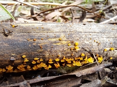 Dacrymycetaceae