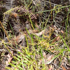 Drosera binata
