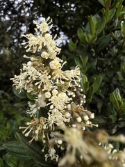Miconia gleasoniana