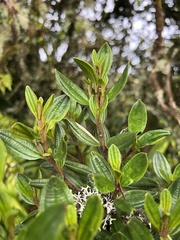 Miconia gleasoniana