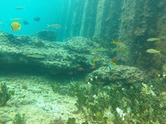 Parupeneus multifasciatus