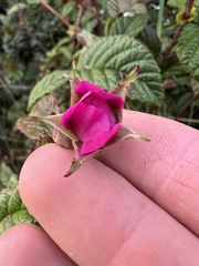 Rubus acanthophyllos
