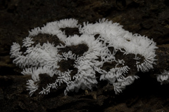 Ceratiomyxa fruticulosa