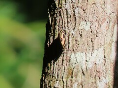 Callicore pitheas