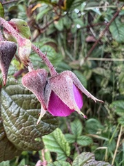 Rubus acanthophyllos