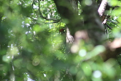 Campephilus guatemalensis