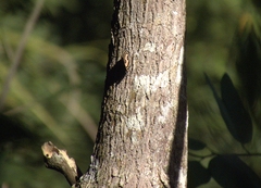Callicore pitheas