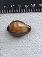 Erronea onyx